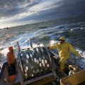 Exploring Alaska's Fishing Industry: Annual Catch and Its Impact
