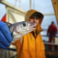 Exploring Endangered Fish Species in Alaska: A Deep Dive into Alaska Fishing