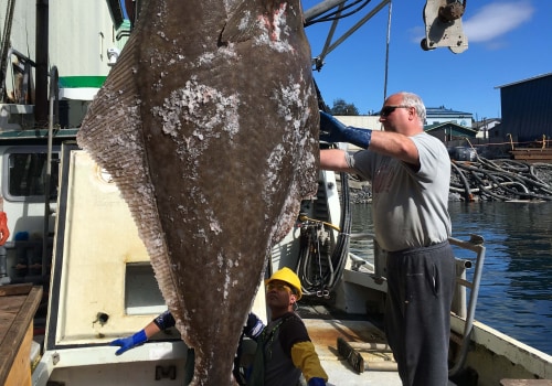 Exploring Alaska's Fishing Records: The Largest Fish Ever Caught